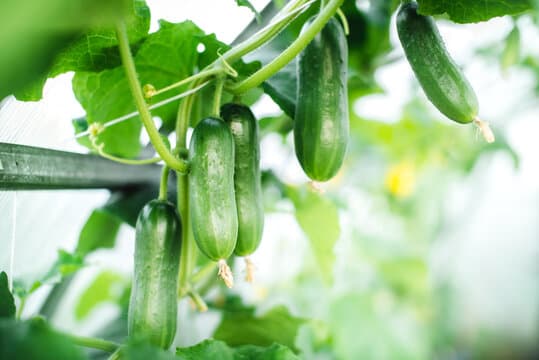 Greenhouse cucumber at Laang Agro Farm