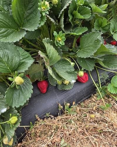 Strawberries at Laang Agro Farm